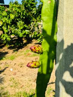 Amazon Gardens - 5