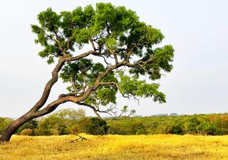 Sítio Vista Alegre - Santo Antônio da Alegria - 0