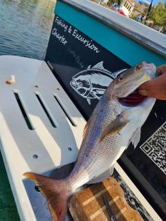 Fishing Chatrer -Big game-izleti brodom - Primošten - 5