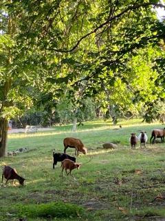 Großes Familienapartment über 2 Etagen mit Weitblick in die Natur - Neu Gaarz - 5