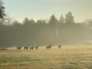 Les Hayes en Sologne - Proche Chambord - 1