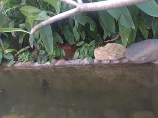 Champa House - 3