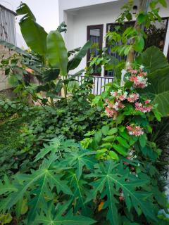 Champa House - Vang Vieng - 1