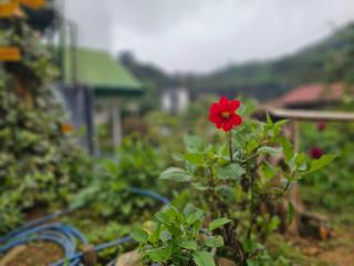 Haven backpackers - Nuwara Eliya - 3