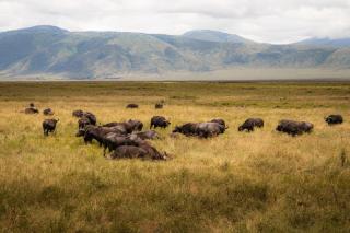 Kuoom Serengeti - 1