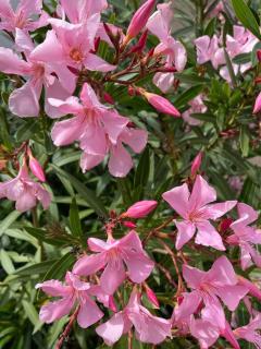 Maison Les Lauriers - Le Val - 3