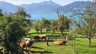 Biobauernhof Lublasser "Dickerl" - Steinbach am Attersee - 6