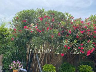 La Papaline de Caroline - 2