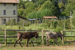 Agriturismo Brusignone - Besana in Brianza - 4