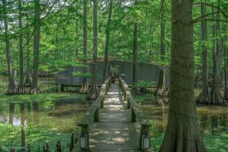 Emerald Cove Lakeside Cabin Paddle, Relax,Unwind - 7