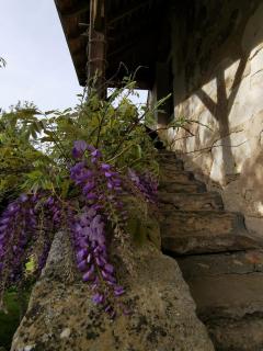 La chambre des vergers de St Nicolas - Mayet - 7
