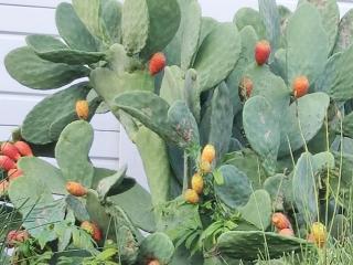 Appartamento Le Ginestre - Rapolano Terme - 9