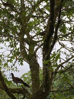 Cabaña Rincón Verde - La Fortuna - Fortuna - 6