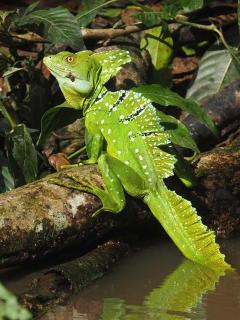 Motel Rio Celeste - 1