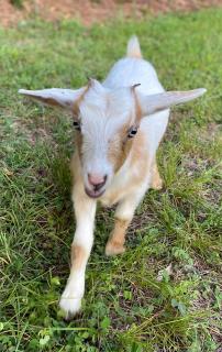 Stinnett Family Farm - Stockbridge - 0