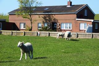 Ferienwohnung Deichblick - Pellworm - 7