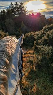 Apt 9 Modern holiday home on Equestrian Centre - Ashford - 2
