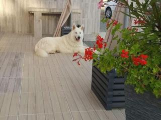 Maison rénovée à la ferme avec jardin privé, WI-FI, pêche, balançoire, trampoline - Brem-sur-Mer - FR-1-426-103 - Brem-Sur-Mer - 5