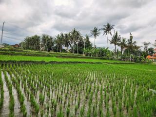 2 Villas - 2 Pools - Sleeps 9 - Ubud - 3