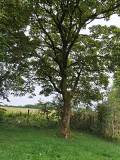 Pats Cottage - Dromara - 5