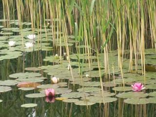 Bauwagen Gnubbel am Jahnteich - Weißwasser - 1