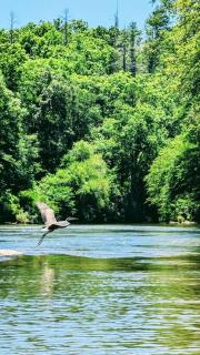 River Retreat Cabin - Living Water Farm - Cleveland - 6