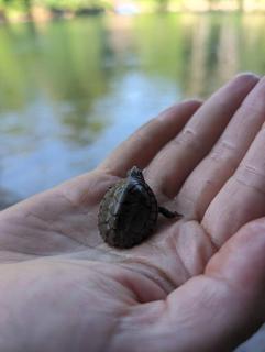 River Retreat Cabin - Living Water Farm - Cleveland - 1