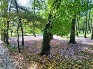 COTTAGE - 4
