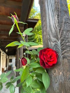 Verta House - Trjavna - 6