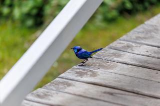 Poppy's Place - Denmark - Denmark - 7