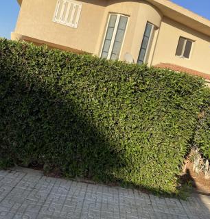 Twin house Sumed resort - El Alamein - 1