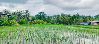 Srijaya Ubud by SHM - Ubud - 6