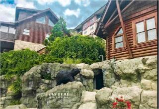 Sleepy Bears Den - 1