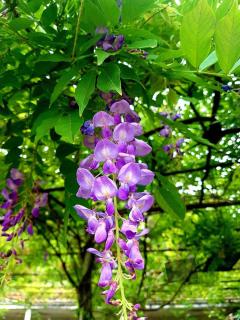 Guest house Glicinia - 4