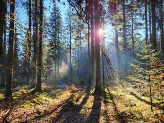 La Vieille Forge B&B - 1