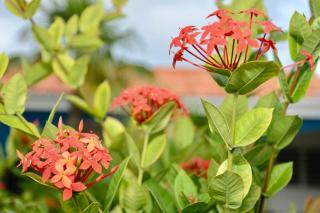 INDIGO HOUSE - Centrally located with private Pool - Willemstad - 3