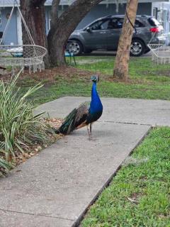 Nature Coast Getaway #2 - Comfy 2 Bedroom - Homosassa - 7