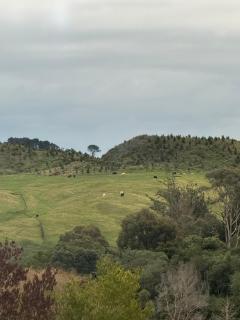 Tiny Container house - Westmere - 9