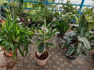 SEA SUN PARADISE, OPP. KALAPANI MUSEUM, GARACHARMA - Port Blair - 4