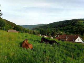 Gîte de famille dans les Vosges - Saint-Maurice-sur-Moselle - 1