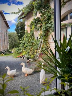 Ferme Gite Le Cœur des Petits Chênes - Saint-Pierre-de-Côle - 7