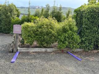 Kūkupa Taunga at Akaroa Lavender by Tiny Away - Duvauchelle - 1