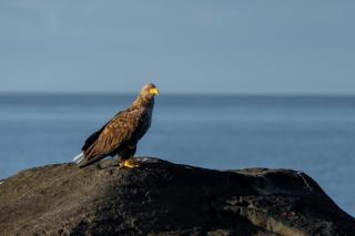 Eagle bay - Waterfront Rorbu A - 9