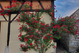 Chambre coquelicot - Marchenoir - 1