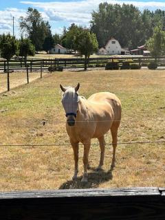 Perfect for families & couples on a farm - Ridgefield - 9