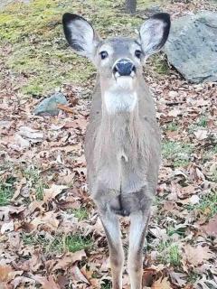 Charming Lakefront Getaway with Hot Tub & Game Room Perfect for Families! - East Stroudsburg - 1