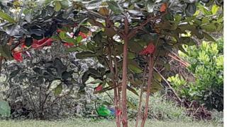 O Logis du Morne Jacob "COLIBRI", Le Morne-Rouge Martinique - Le Morne Rouge - 5
