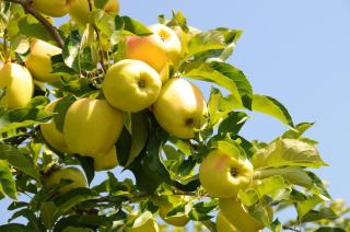 Agritur Primo Sole - Cles - 7