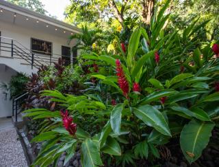 Four Winds Properties A Short Walk to the Beach - Nosara - 5