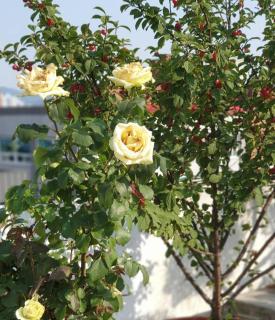 Cancan Guesthouse - 6